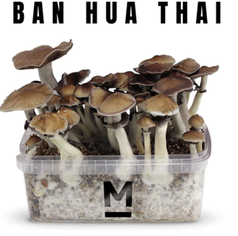 Read more about the article DID YOU KNOW THIS ABOUT BAN-HUA THAI?