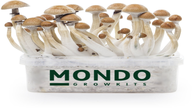 Read more about the article MONDO GROW KITS IN 4 EASY STEPS