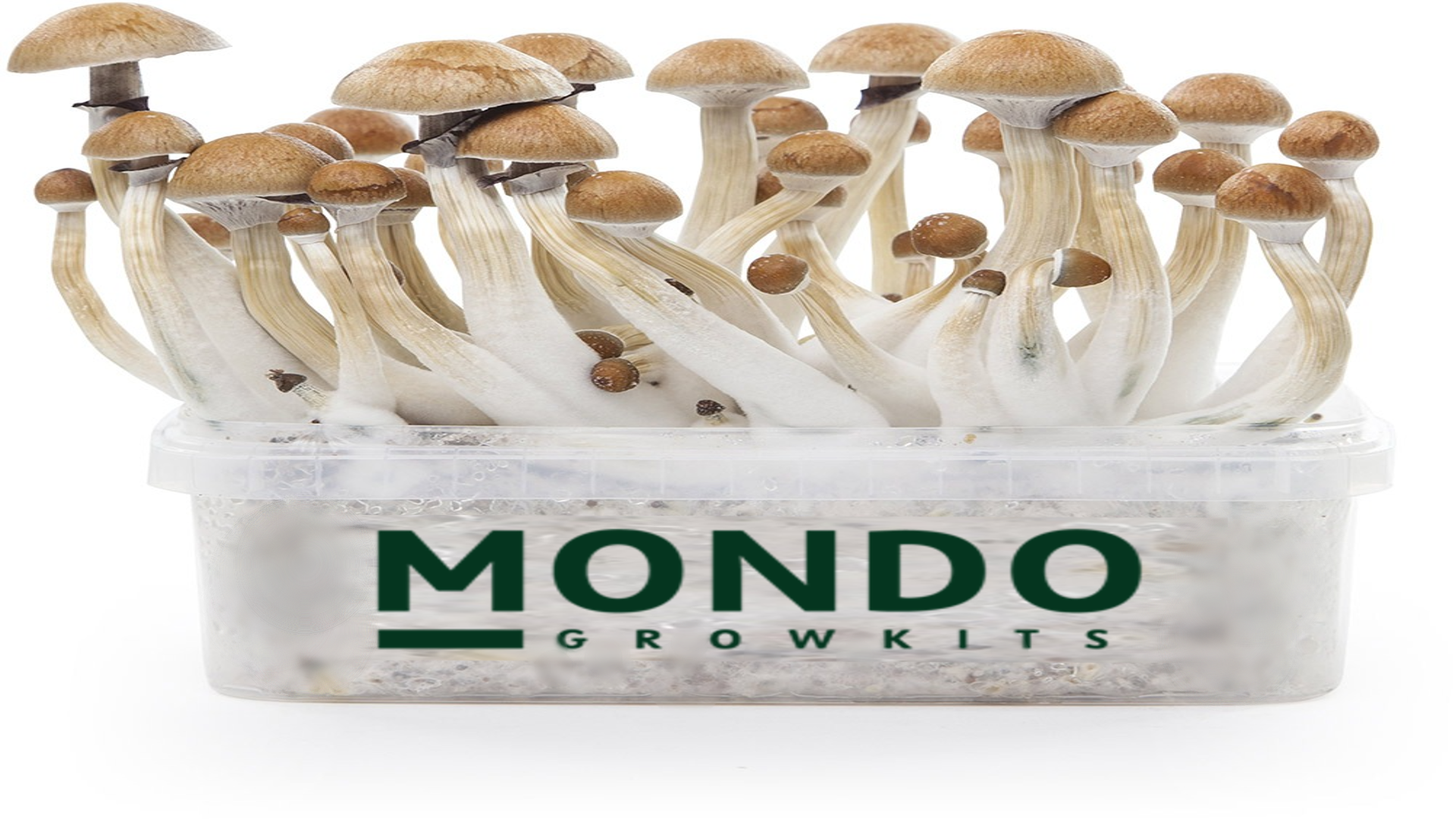 MONDO GROW KITS