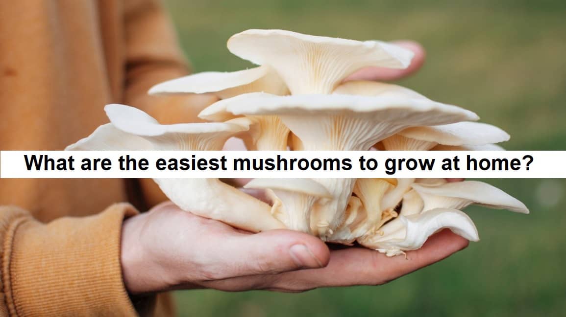 EASIEST MUSHROOMS TO GROW