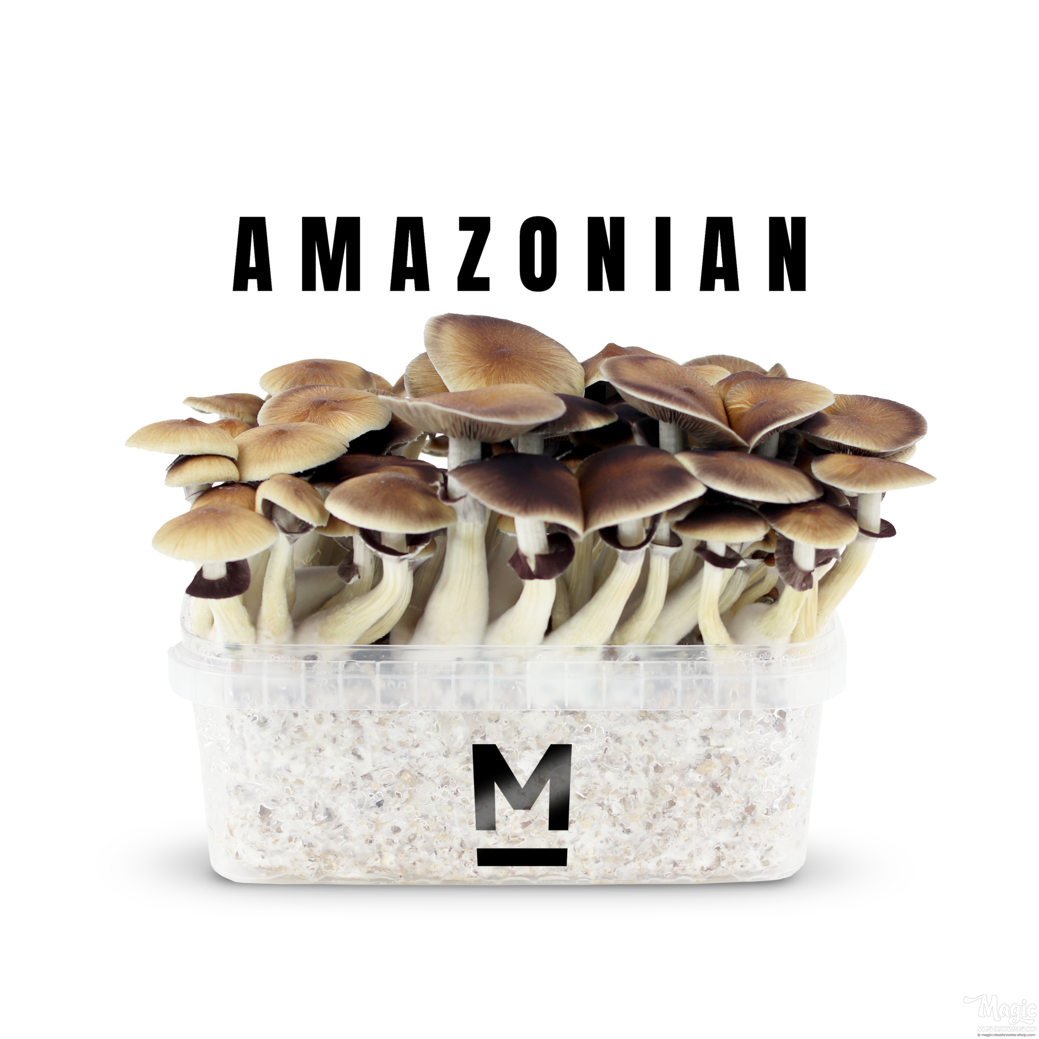 THE AMAZONIAN MUSHROOM