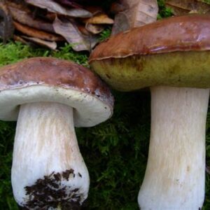 Boletus Mushroom