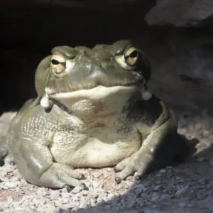 Bufo Toad Venom
