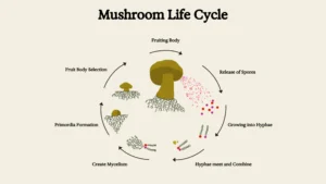 life cycle mushrooms