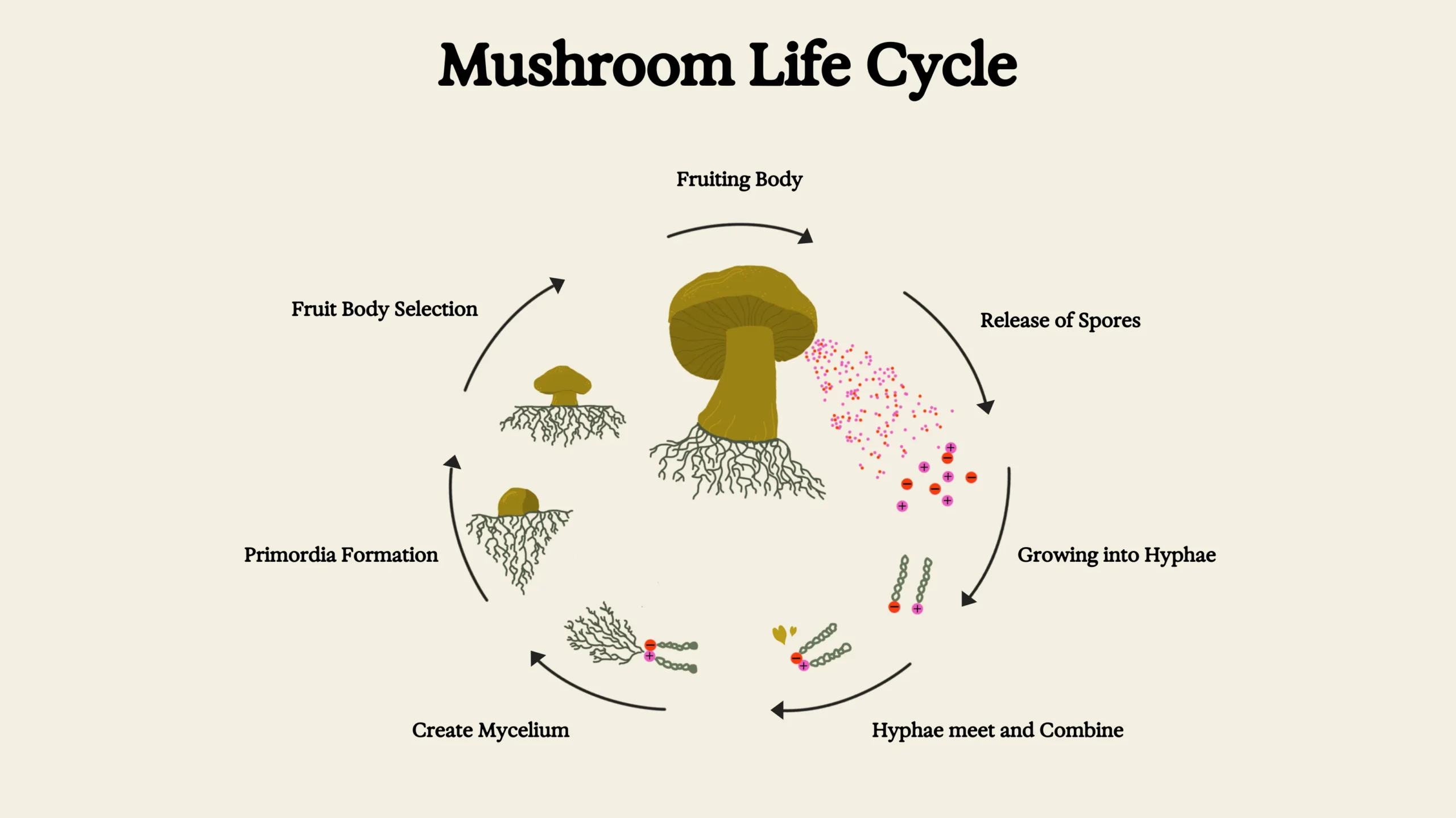 life cycle mushrooms